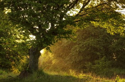 sun-shining-in-rain-drops-alt-sunset-in-nature-2022-02-02-03-49-48-utc